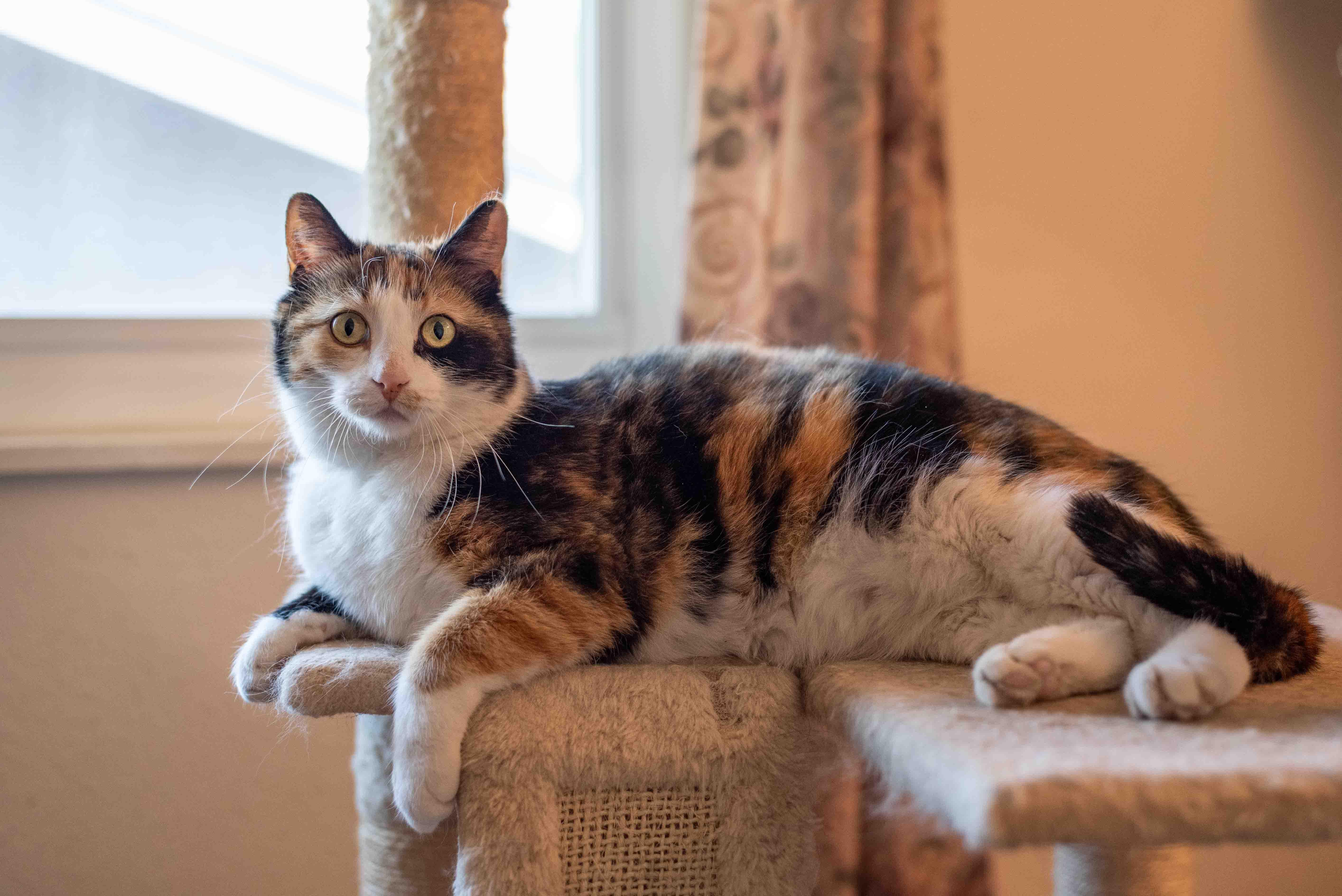 Remi, ADOPTABLE, Adult Female Calico & Domestic Short Hair.