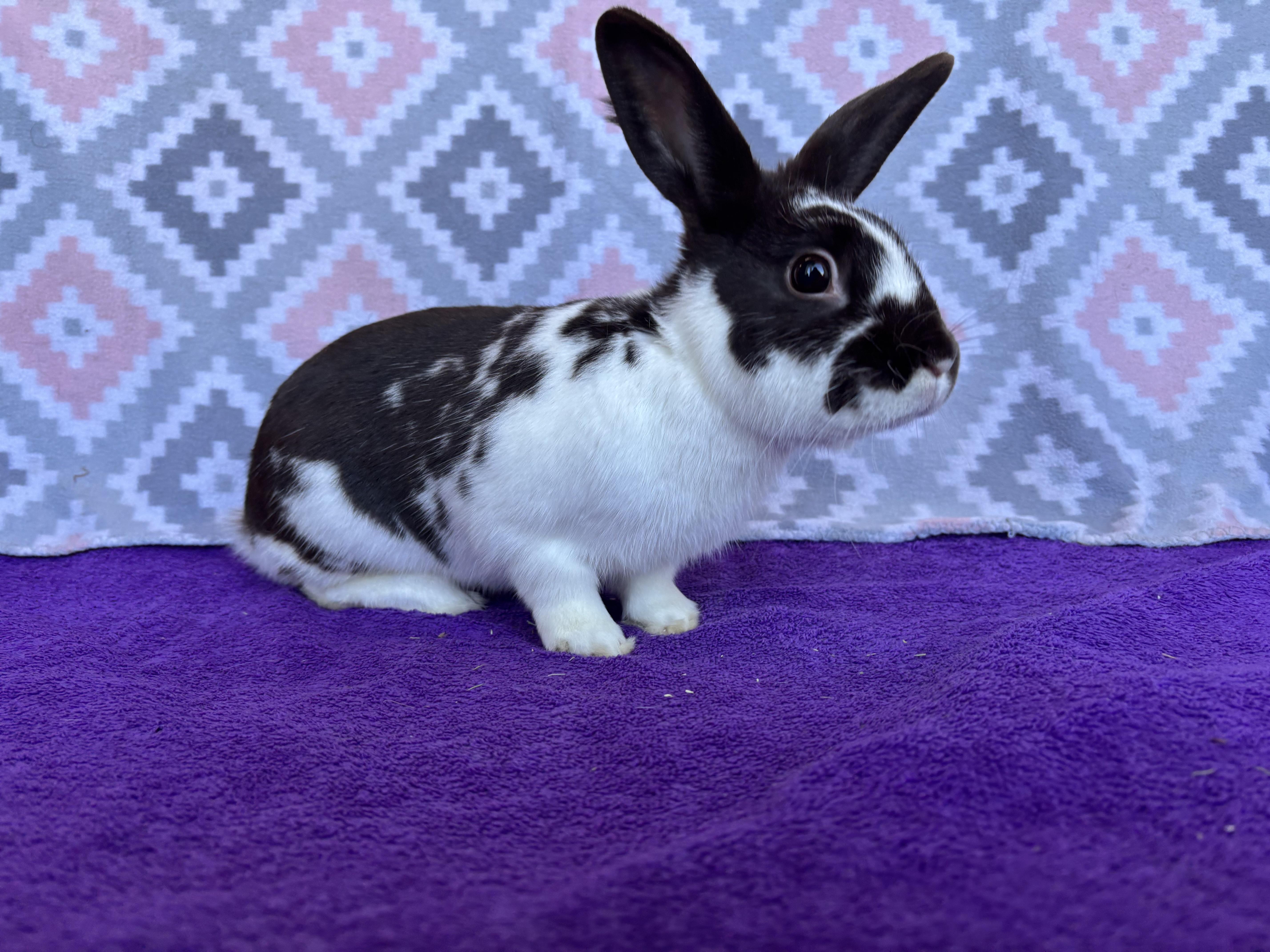 Neon, ADOPTABLE, Adult Male Havana.