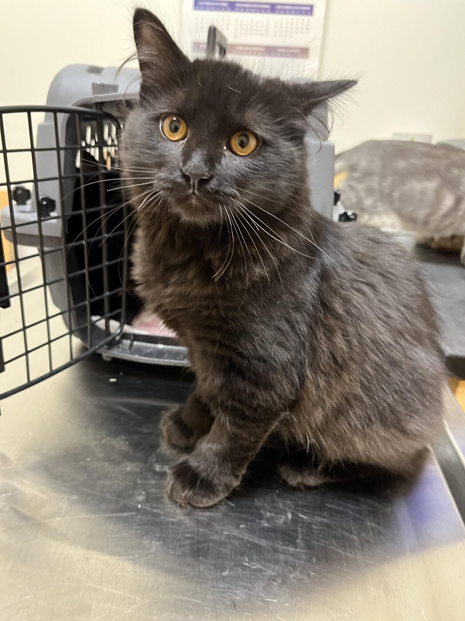 Moon Glow, Adopted, Kitten Female Domestic Medium Hair.