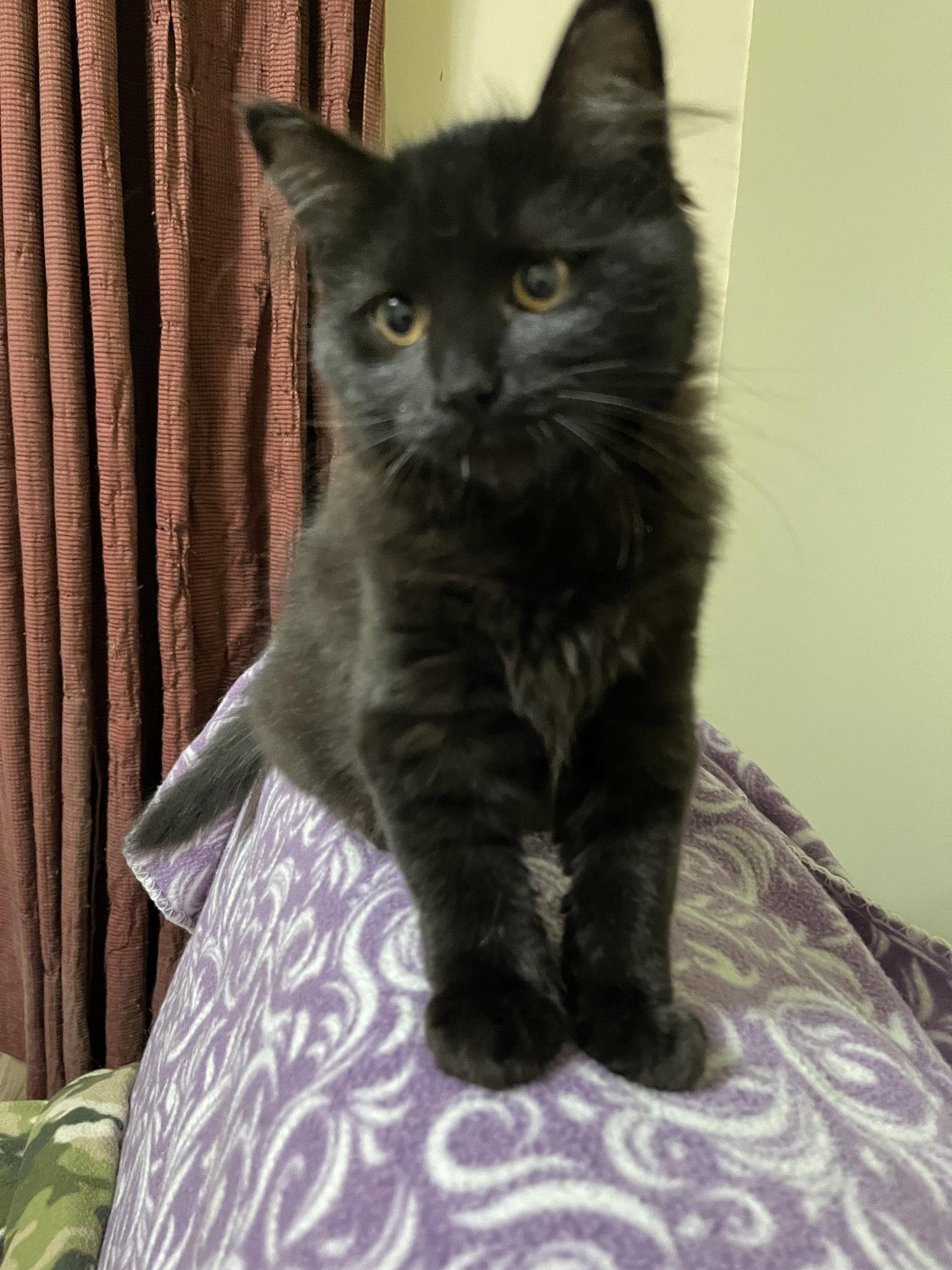 Moon Glow, a Adopted Domestic Medium Hair in Eureka, MO image 2/3