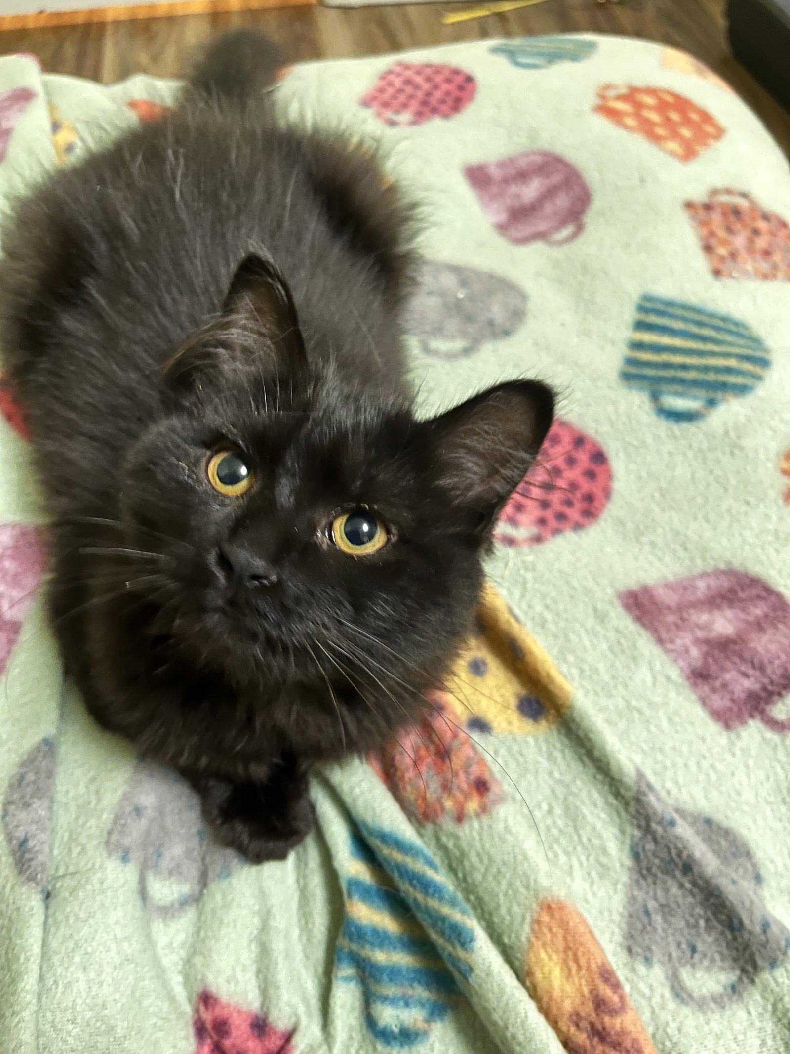 Moon Glow, a Adopted Domestic Medium Hair in Eureka, MO image 3/3
