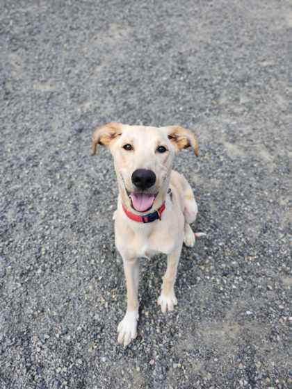 Enlarge Chance, a ADOPTABLE mixed breed in Bellingham, WA image 3/6