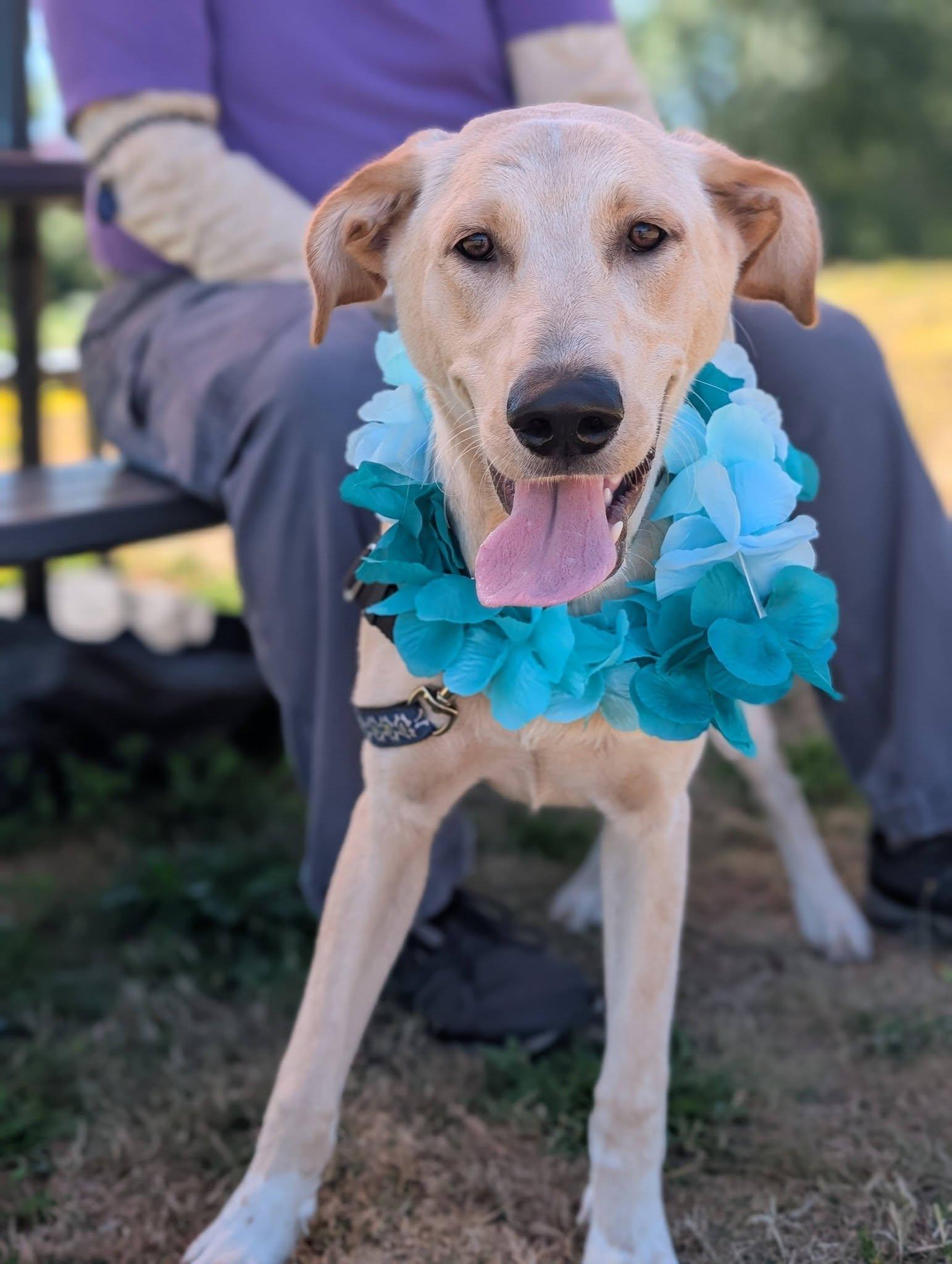 Enlarge Chance, a ADOPTABLE mixed breed in Bellingham, WA image 5/6