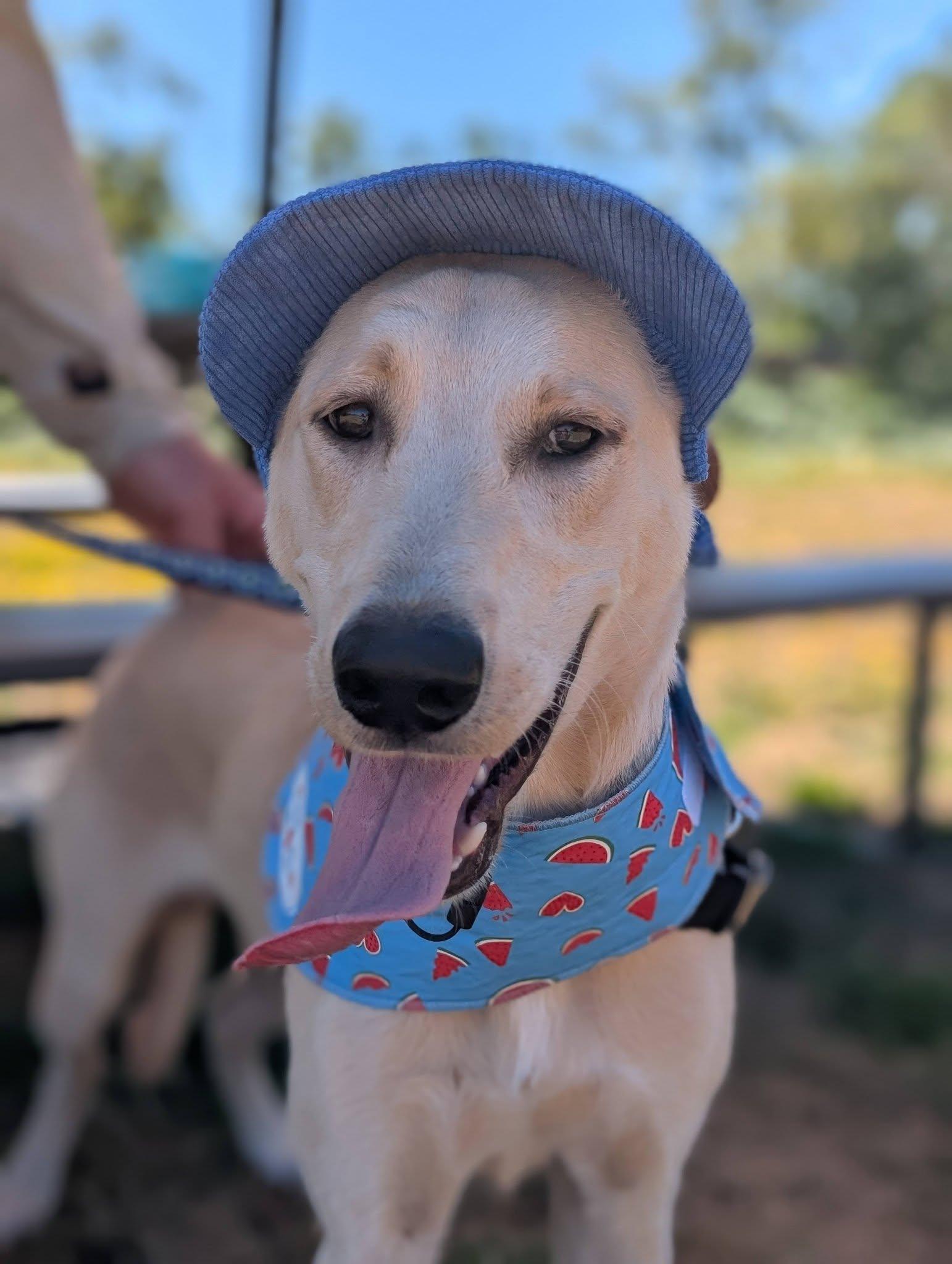 Chance, ADOPTABLE, Young Male Labrador Retriever.