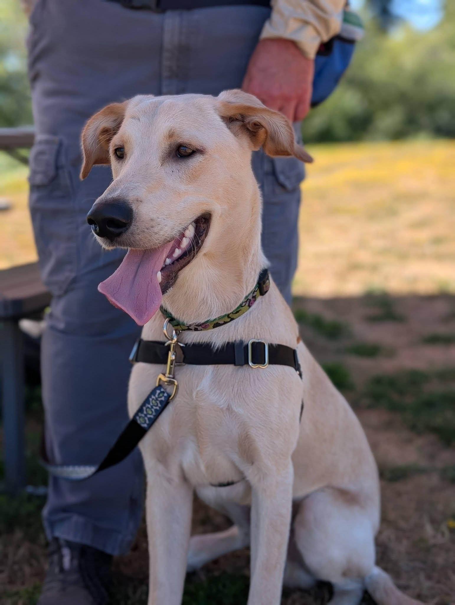 Enlarge Chance, a ADOPTABLE mixed breed in Bellingham, WA image 4/6