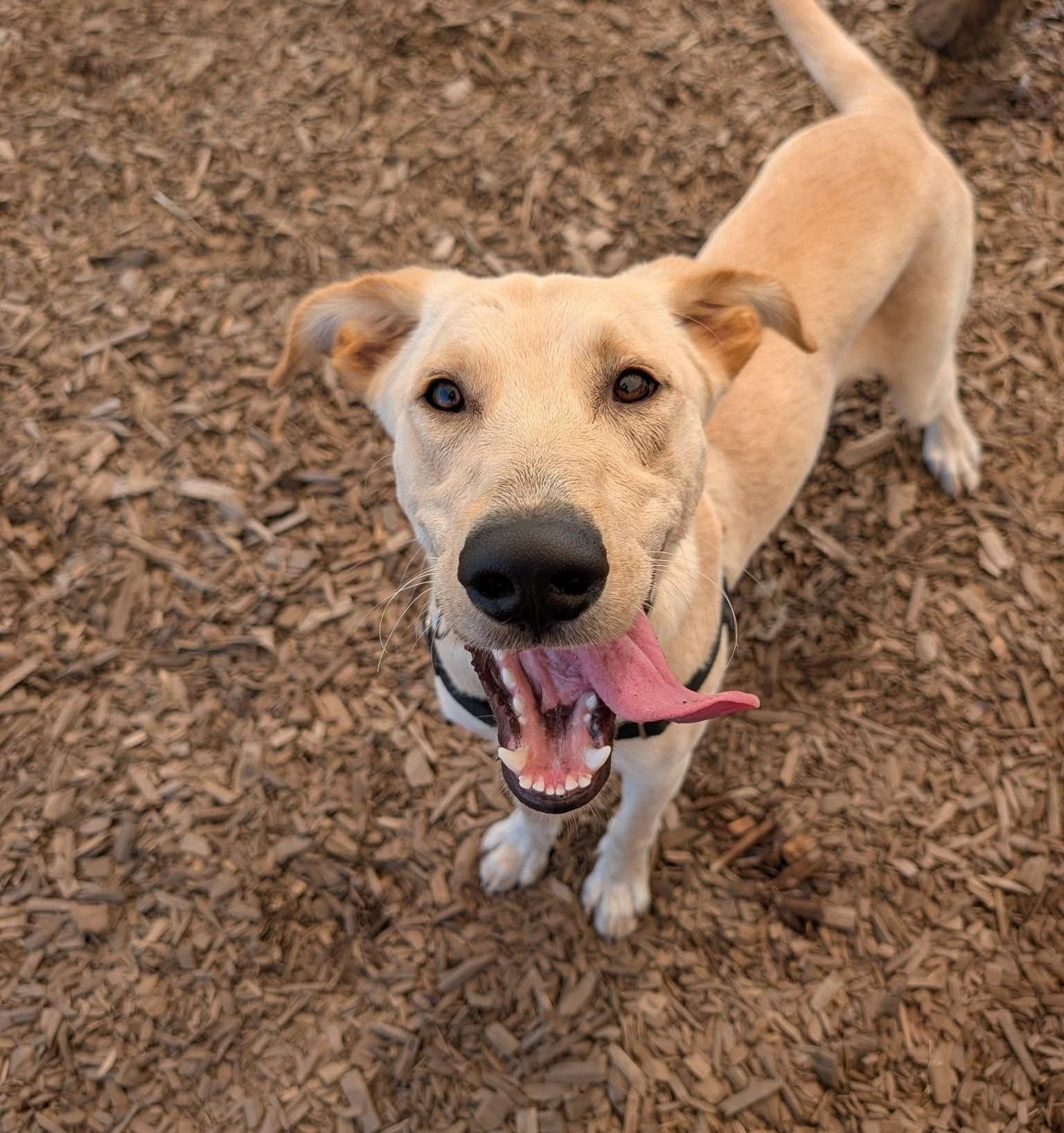 Enlarge Chance, a ADOPTABLE mixed breed in Bellingham, WA image 2/6