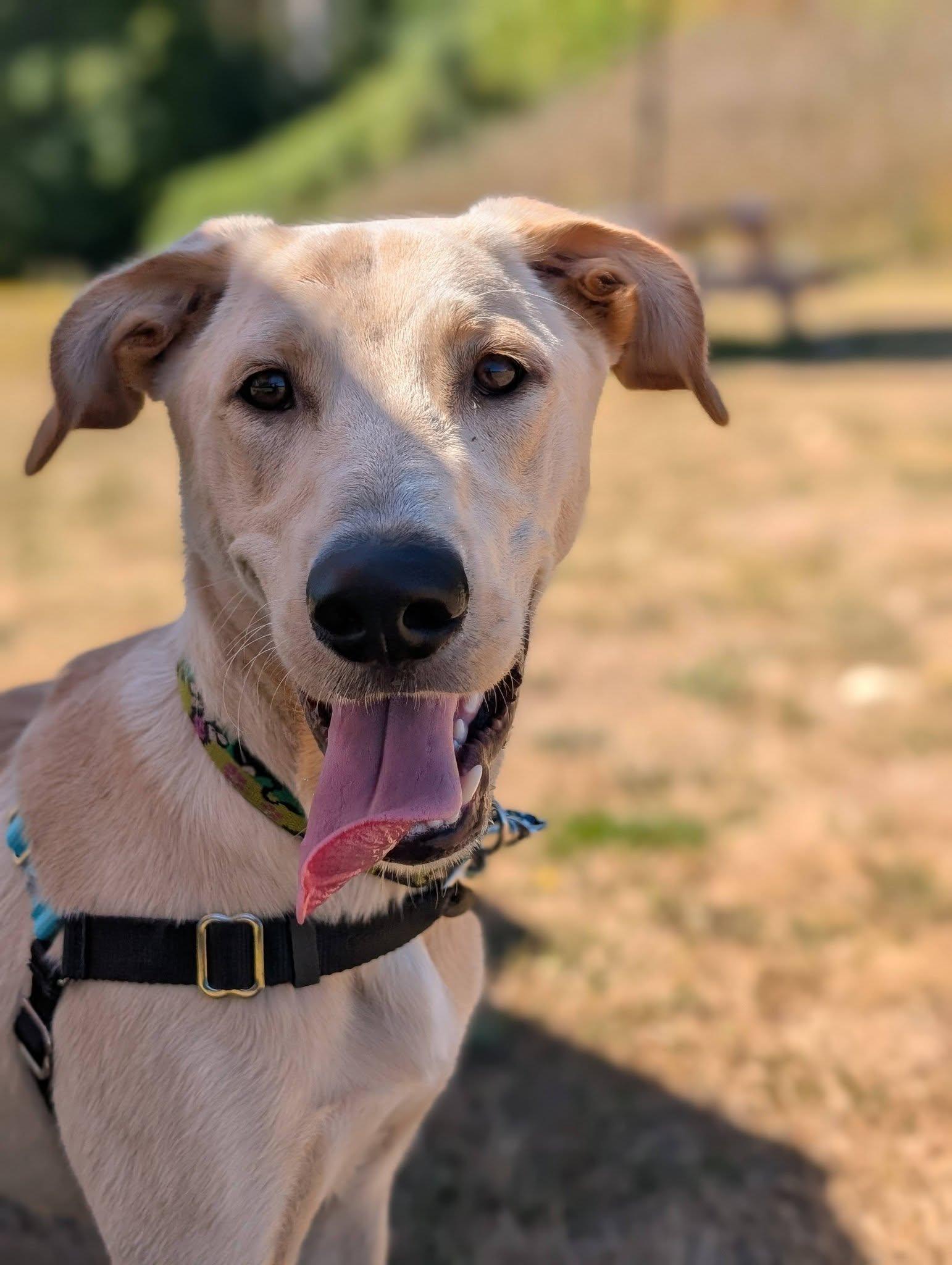Enlarge Chance, a ADOPTABLE mixed breed in Bellingham, WA image 6/6
