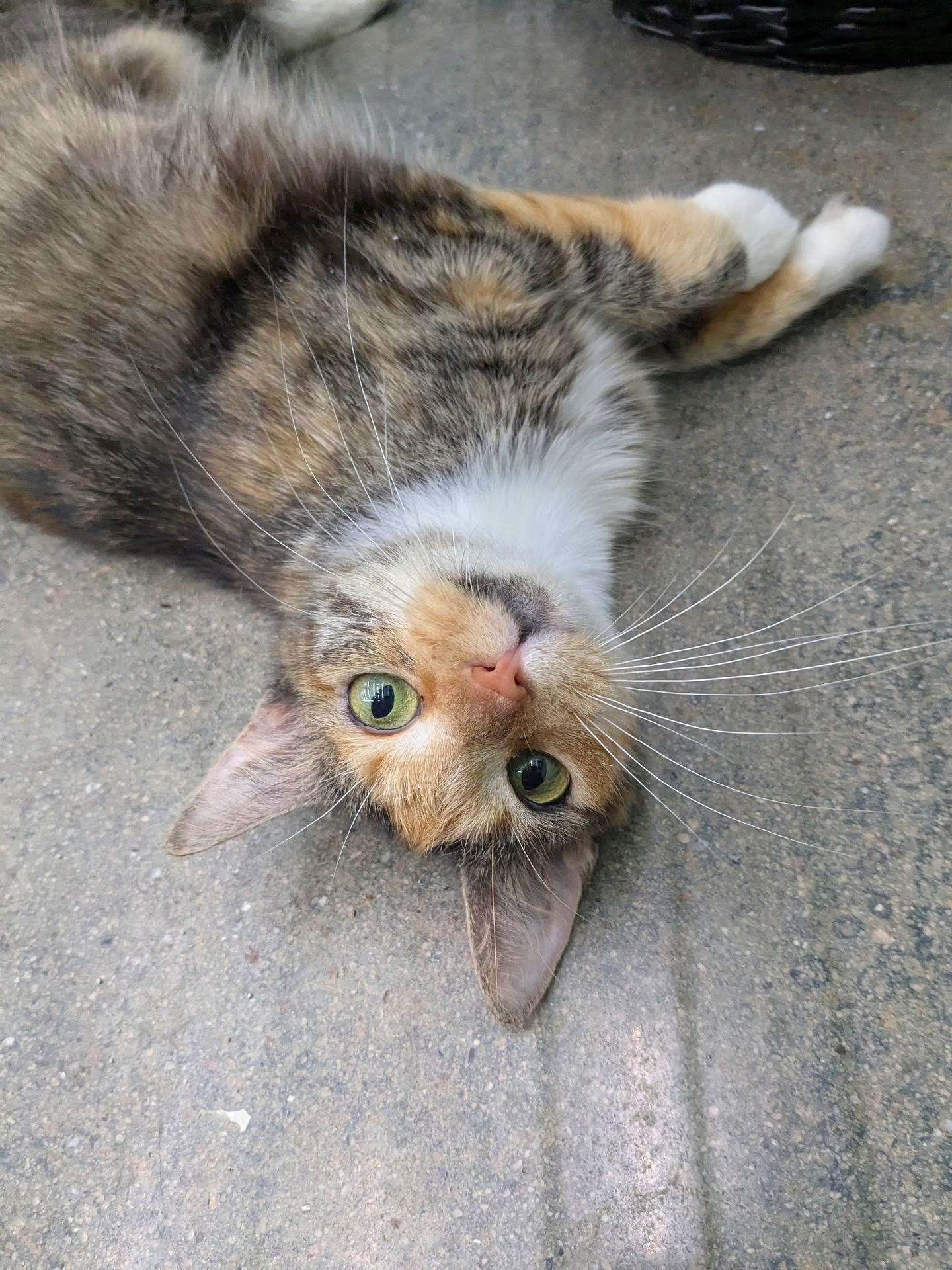 Tomato, Young Female American Shorthair