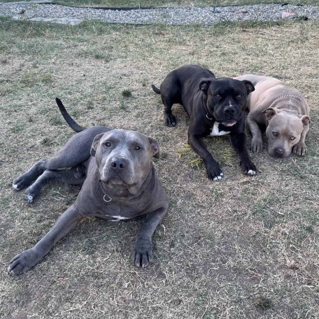 Enlarge Buck, a Adoptable mixed breed in Whittier, CA image 3/5