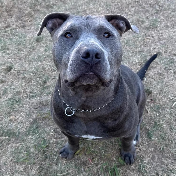 Enlarge Buck, a Adoptable mixed breed in Whittier, CA image 1/5