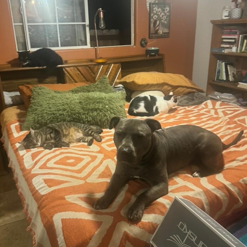 Enlarge Buck, a Adoptable mixed breed in Whittier, CA image 2/5