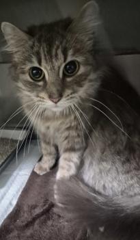 Jahari, Adoptable, Adult Female Domestic Short Hair & Domestic Short Hair.