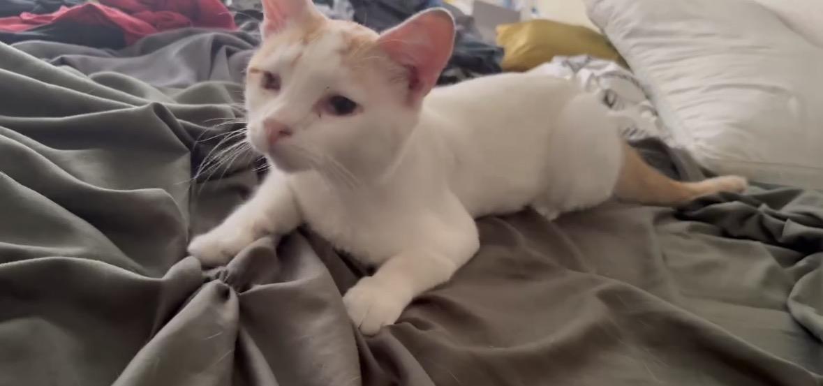 Bobby, an adoptable Domestic Short Hair in Huntington Beach, CA image 2/2