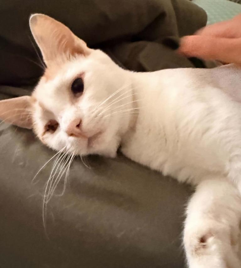 Bobby, an adoptable Domestic Short Hair in Huntington Beach, CA image 2/4