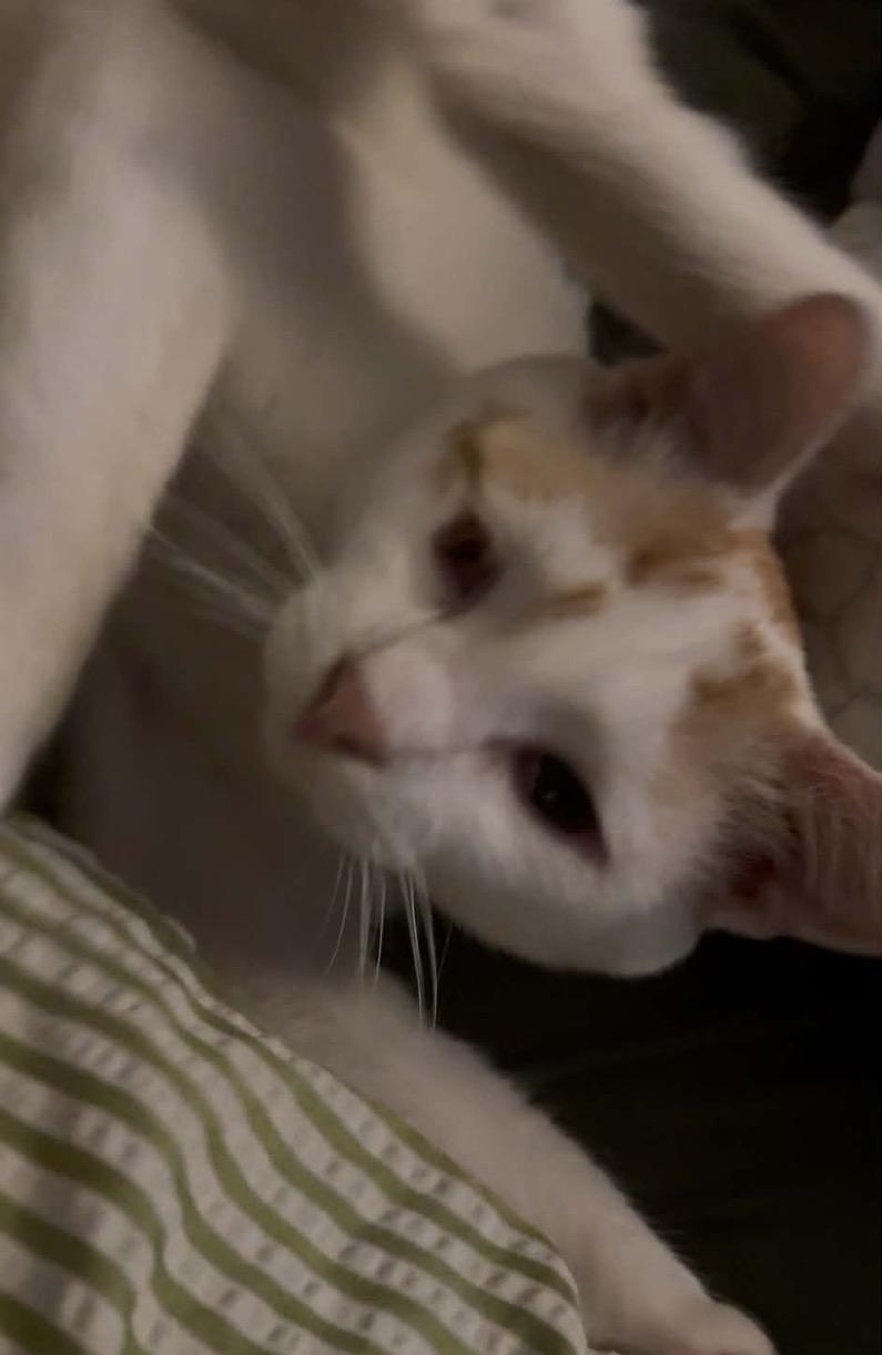 Bobby, an adoptable Domestic Short Hair in Huntington Beach, CA image 4/4