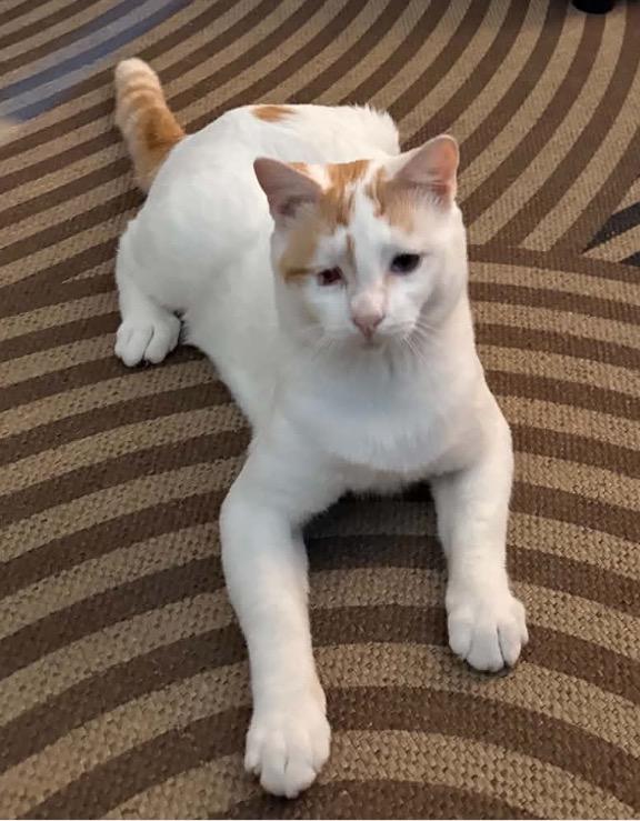 Enlarge Bobby, a Adoptable Domestic Short Hair in Murrieta, CA image 1/4