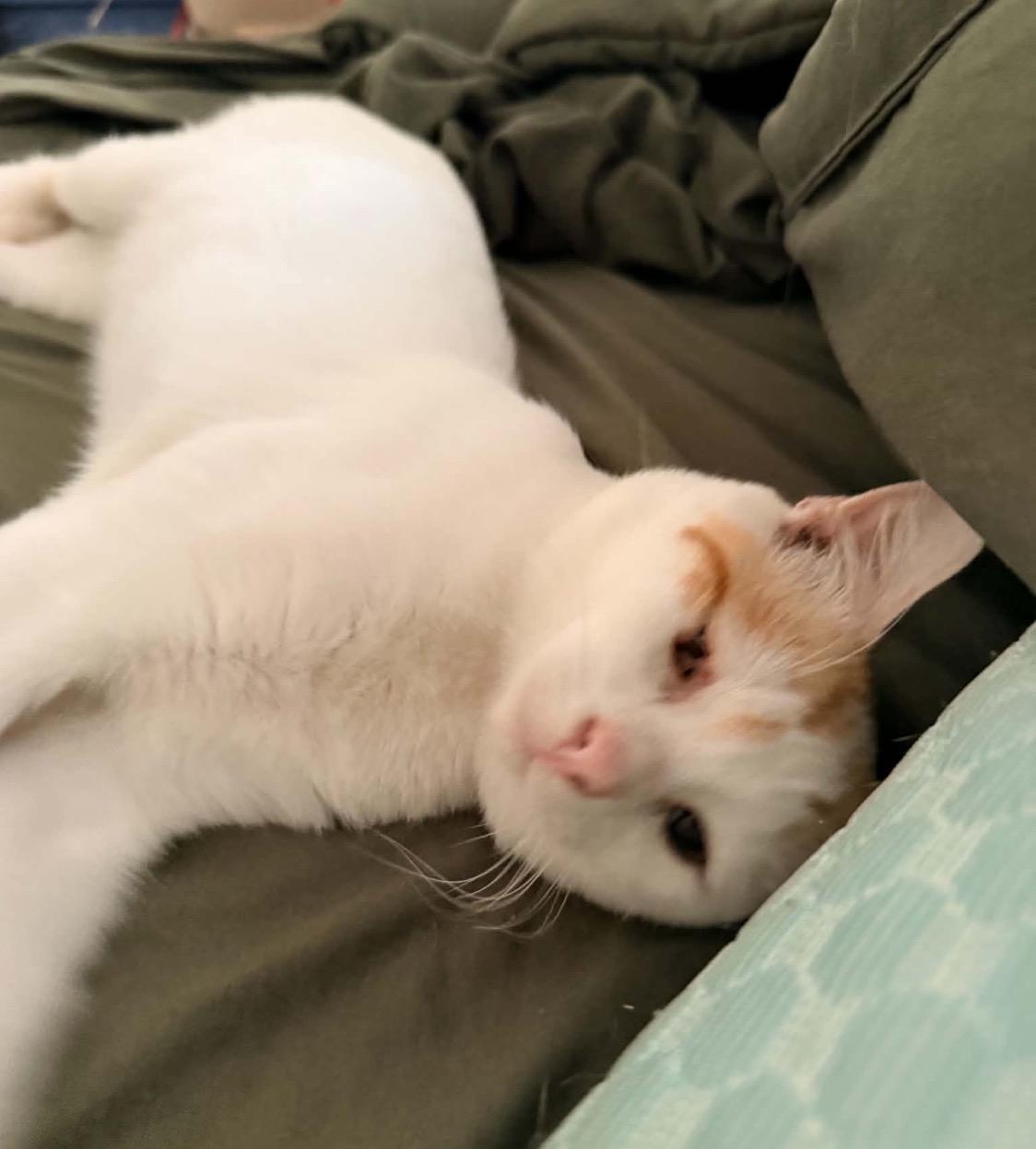 Bobby, adoptable, Young Male Domestic Short Hair.