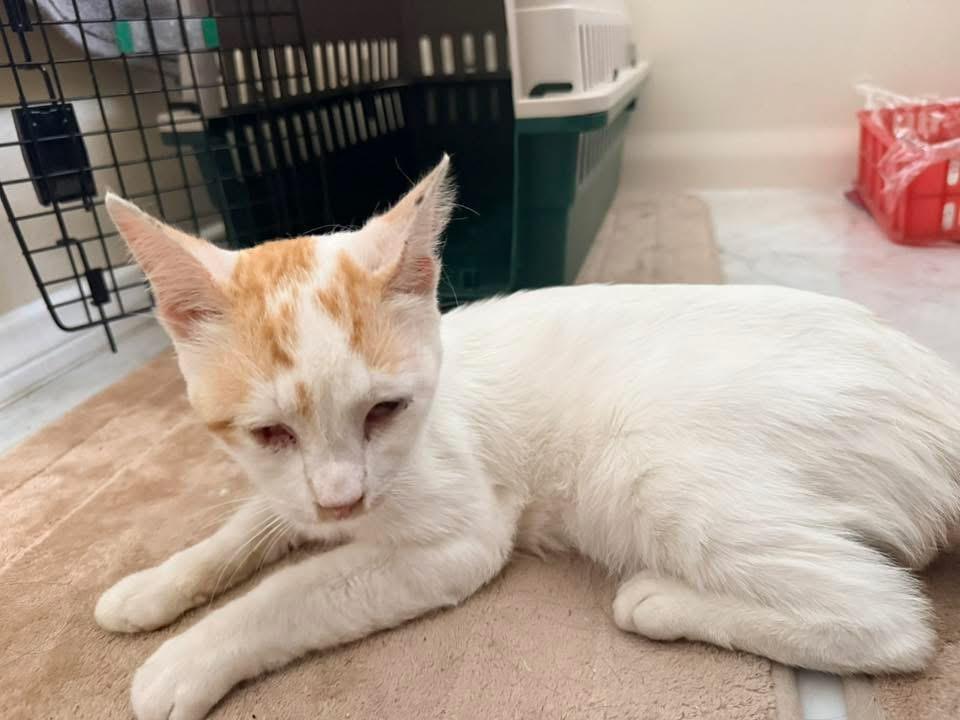 Bobby, adoptable, Young Male Domestic Short Hair.