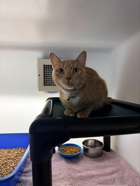 Enlarge GRAHAM, a Adoptable Domestic Short Hair in Statesville, NC image 1/1