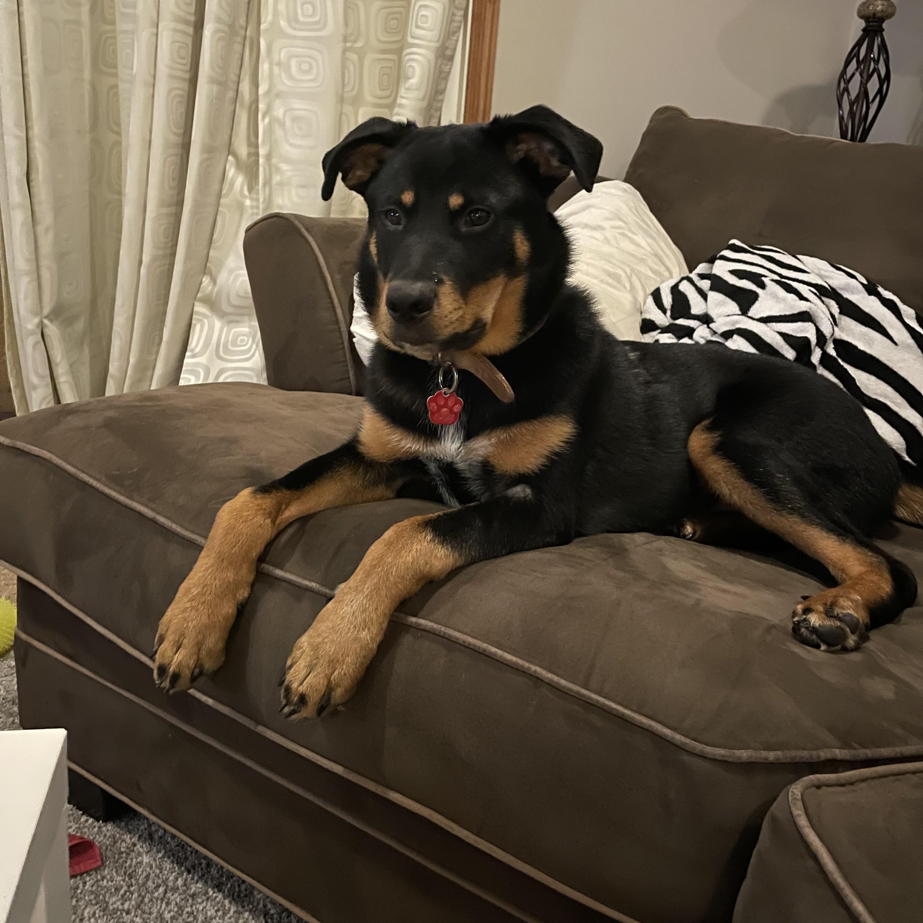 Sampson (Trax), Adopted, Adult Male German Shepherd Dog & Rottweiler.