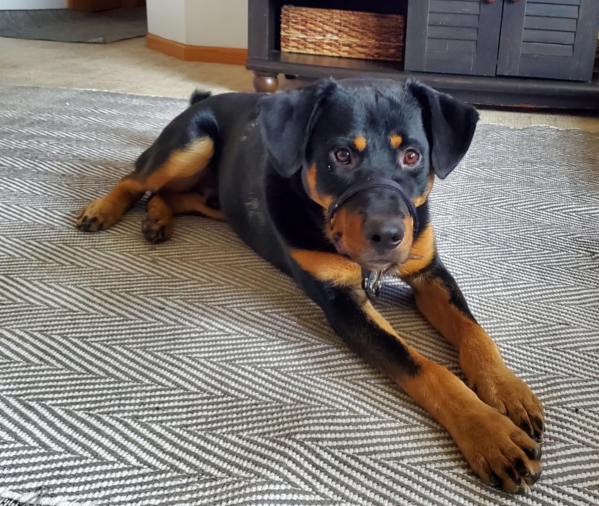 Enlarge Sampson (Trax), a Adopted mixed breed in Cologne, MN image 2/6