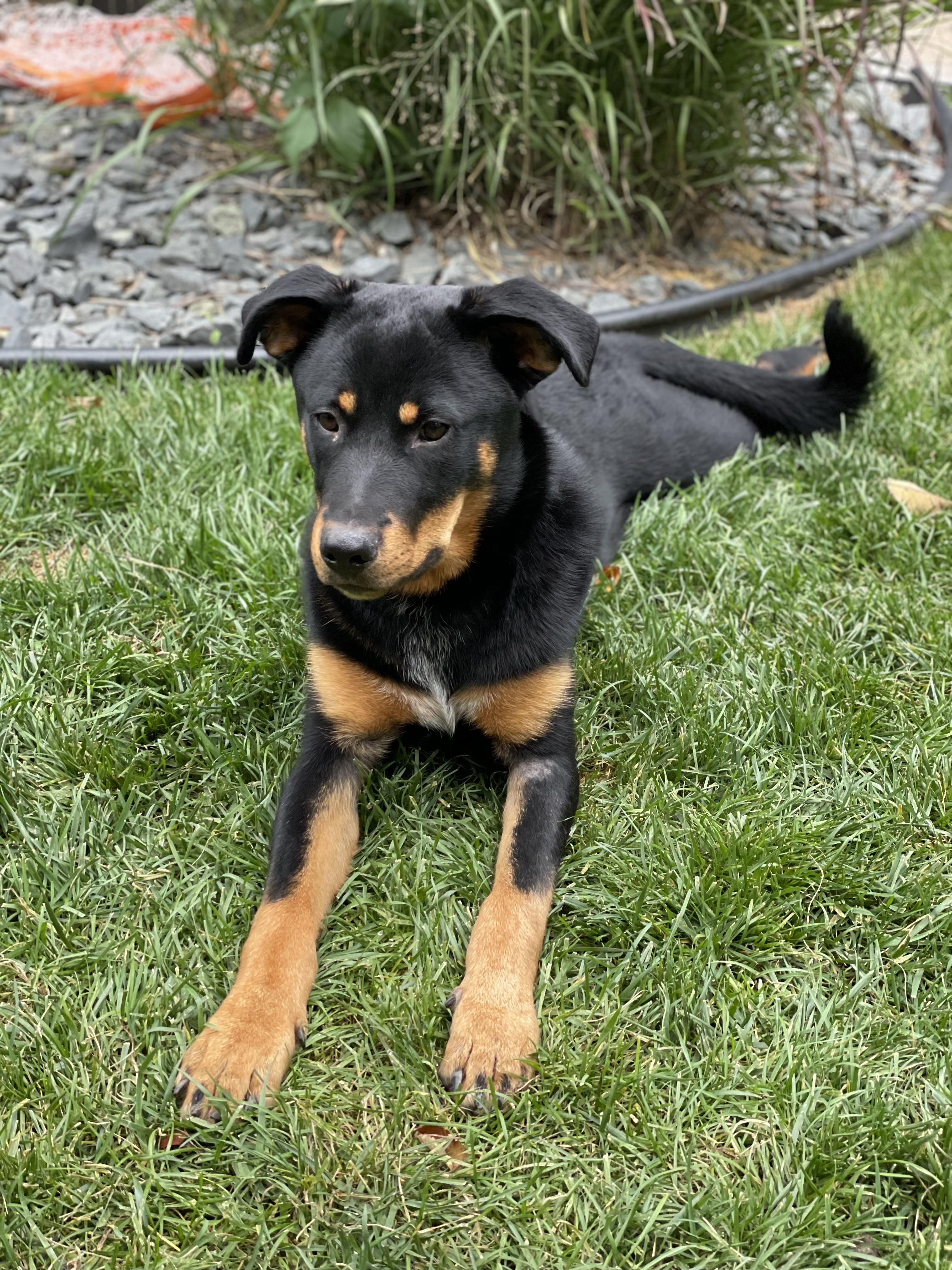 Enlarge Sampson (Trax), a Adopted mixed breed in Cologne, MN image 6/6
