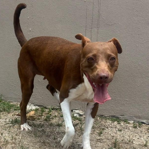 Enlarge Bambi, a Adoptable mixed breed in Douglas, MA image 1/6