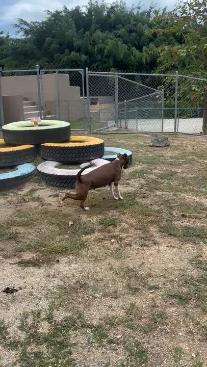 Enlarge Bambi, a Adoptable mixed breed in Douglas, MA video 2/6
