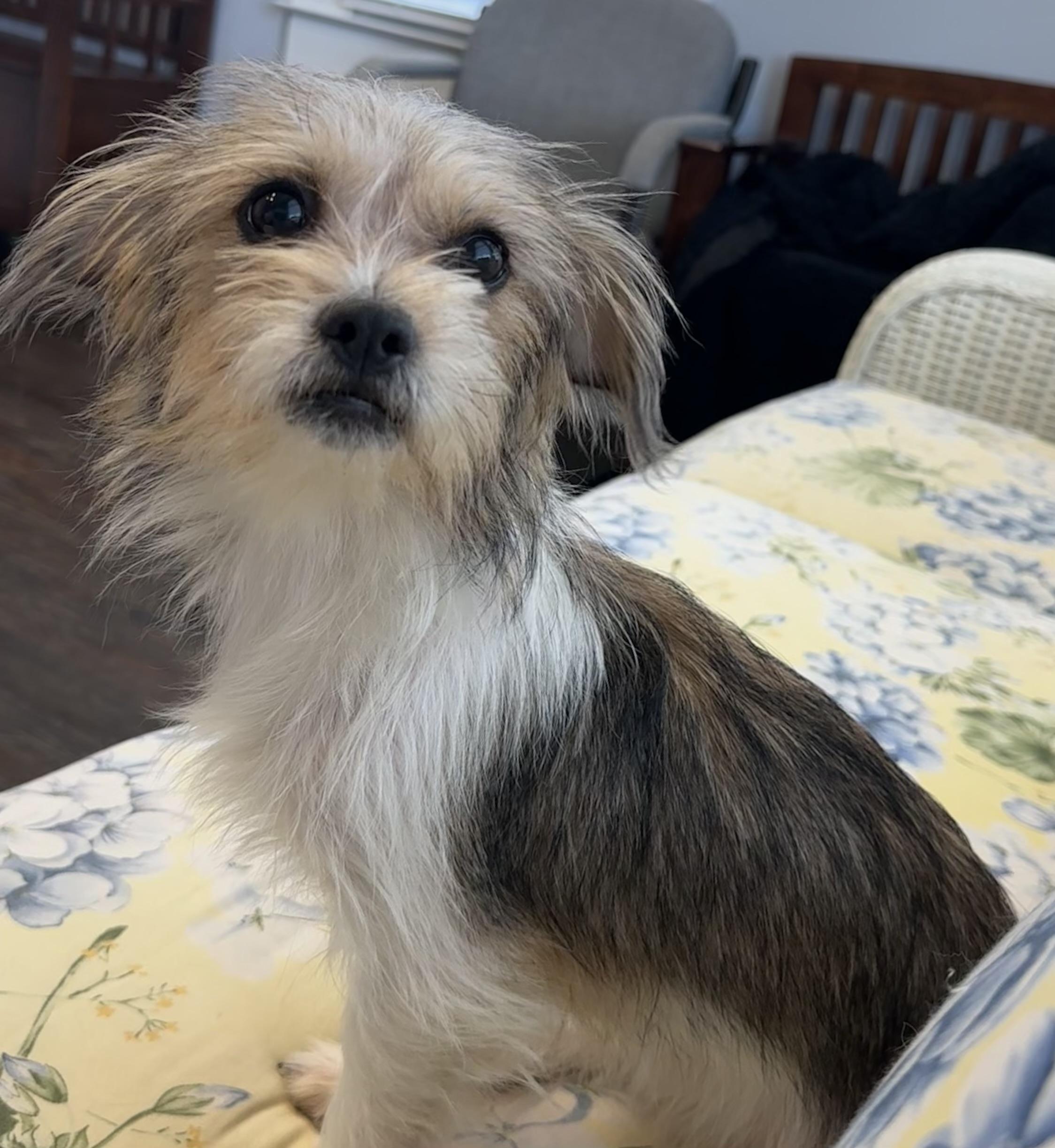 Agatha , adopted, Puppy Female Wirehaired Terrier.