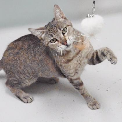Storm, Adoptable, Adult Female Domestic Short Hair & Domestic Short Hair.