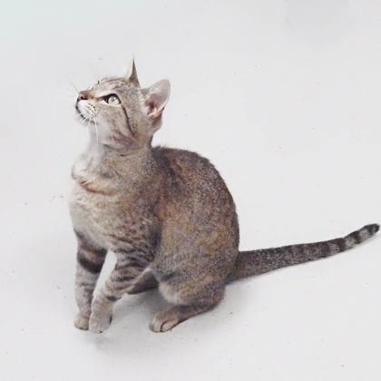 Storm, a Adoptable mixed breed in Largo, FL image 2/3