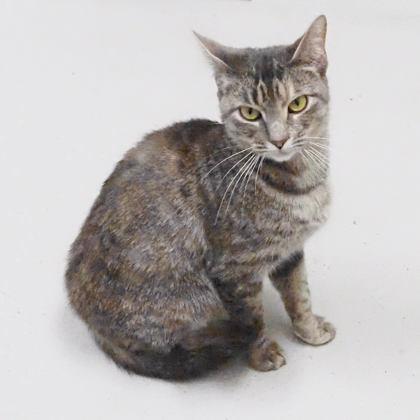 Storm, a Adoptable mixed breed in Largo, FL image 3/3