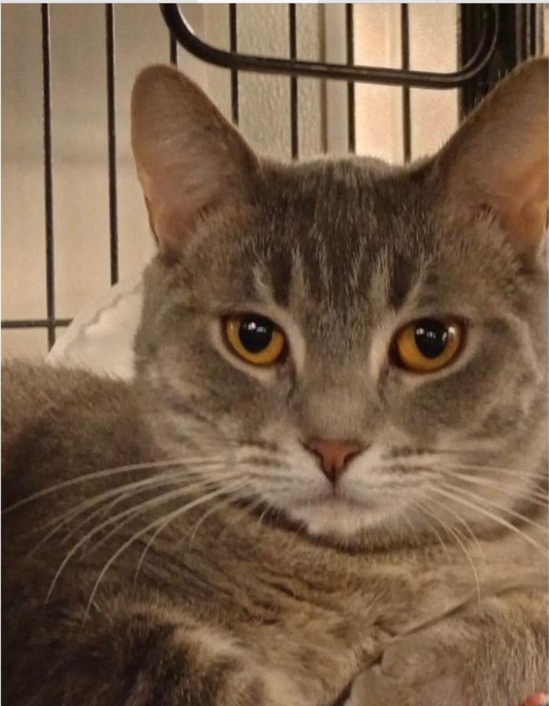 Allie, Adoptable, Adult Female Domestic Short Hair.