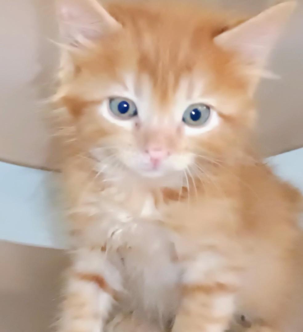 Pork Dumpling, Adoptable, Kitten Male Tabby.