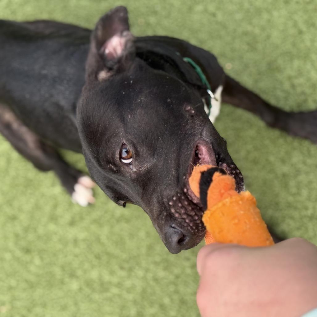 West, Adoptable, Adult Male Black Labrador Retriever & Pit Bull Terrier.