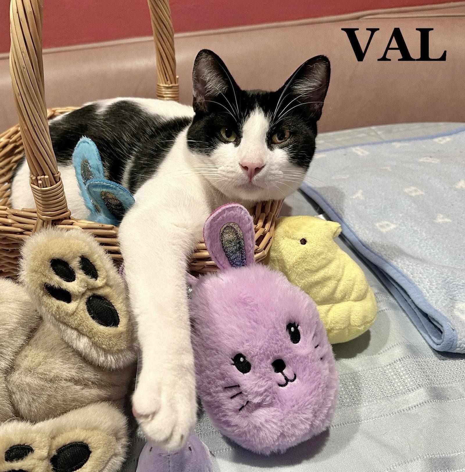 Val, Adoptable, Adult Male Domestic Short Hair.