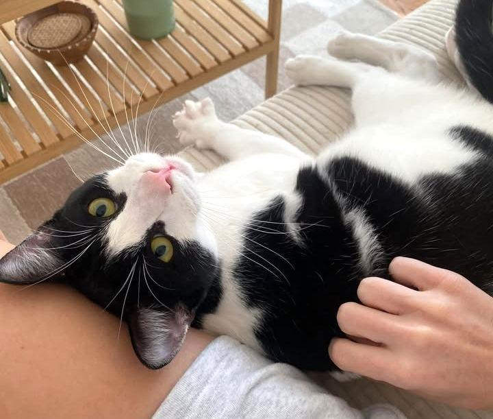 Val, Adoptable, Young Male Domestic Short Hair & Tuxedo.