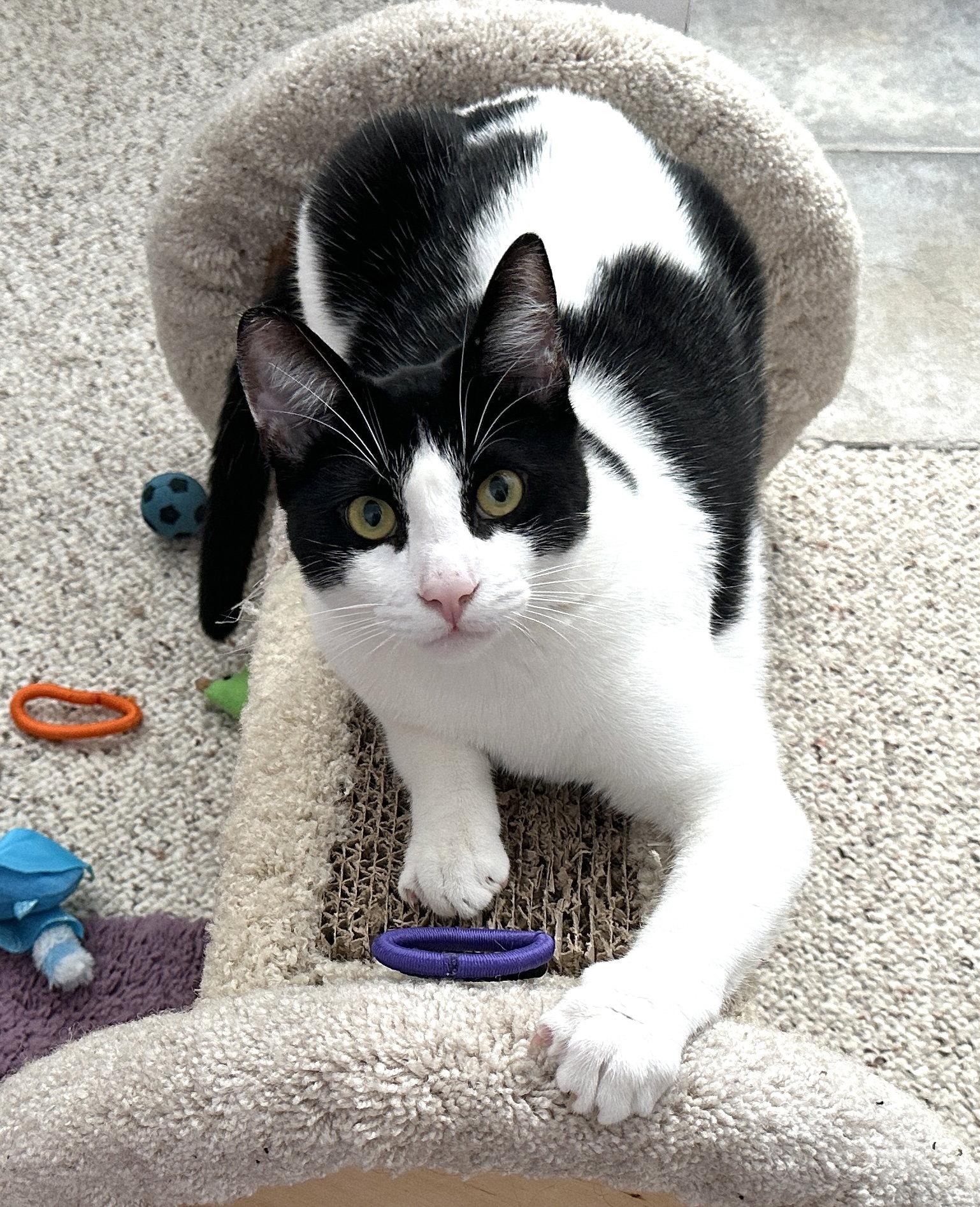 Enlarge Val, a Adoptable Domestic Short Hair in San Diego, CA image 2/3