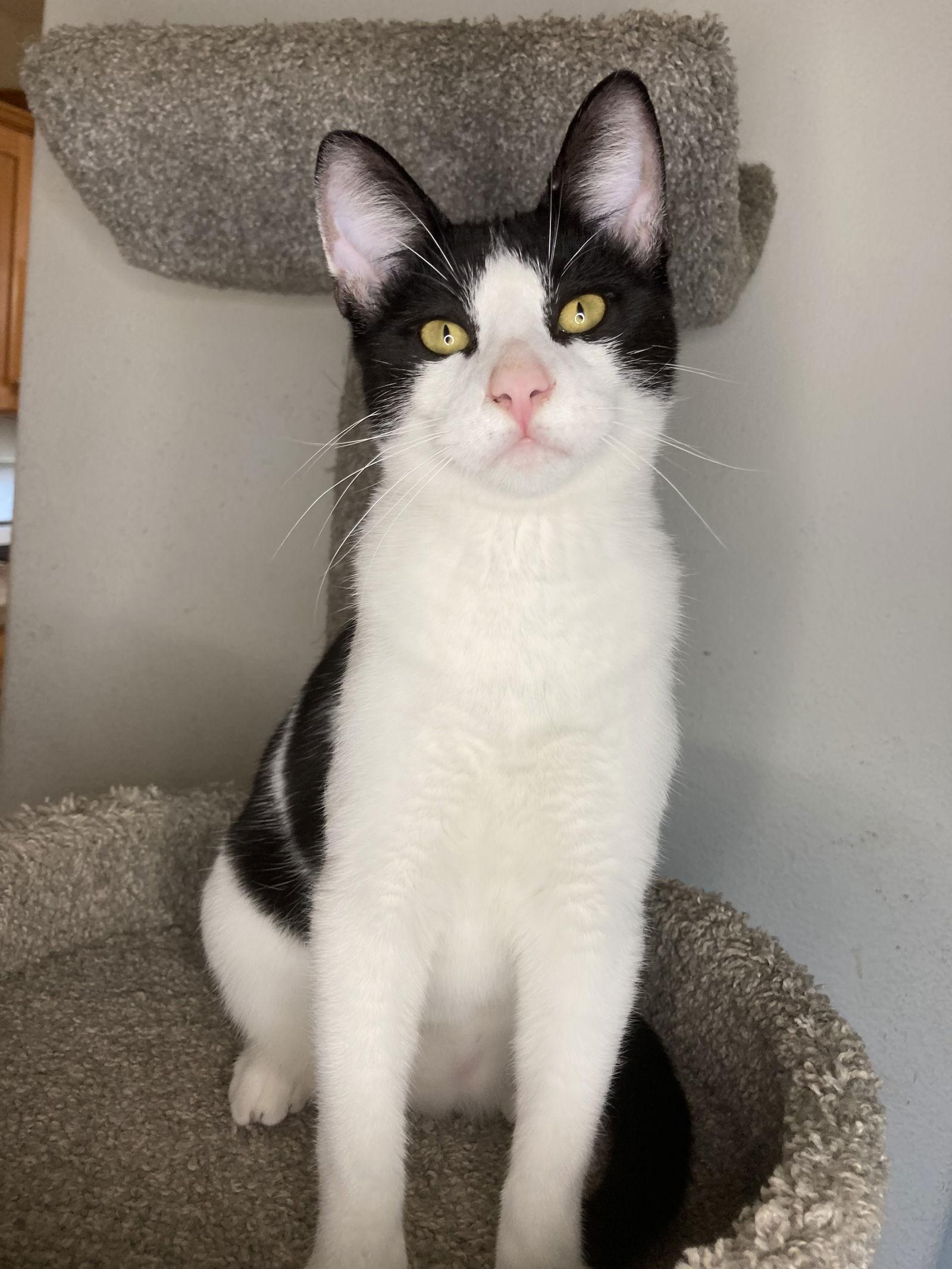 Enlarge Val, a Adoptable mixed breed in San Diego, CA image 1/3