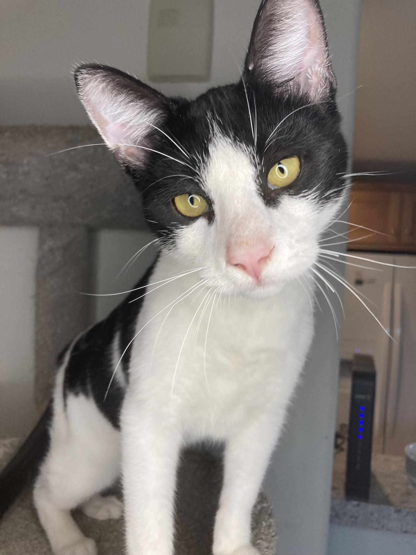 Enlarge Val, a Adoptable mixed breed in San Diego, CA image 2/3