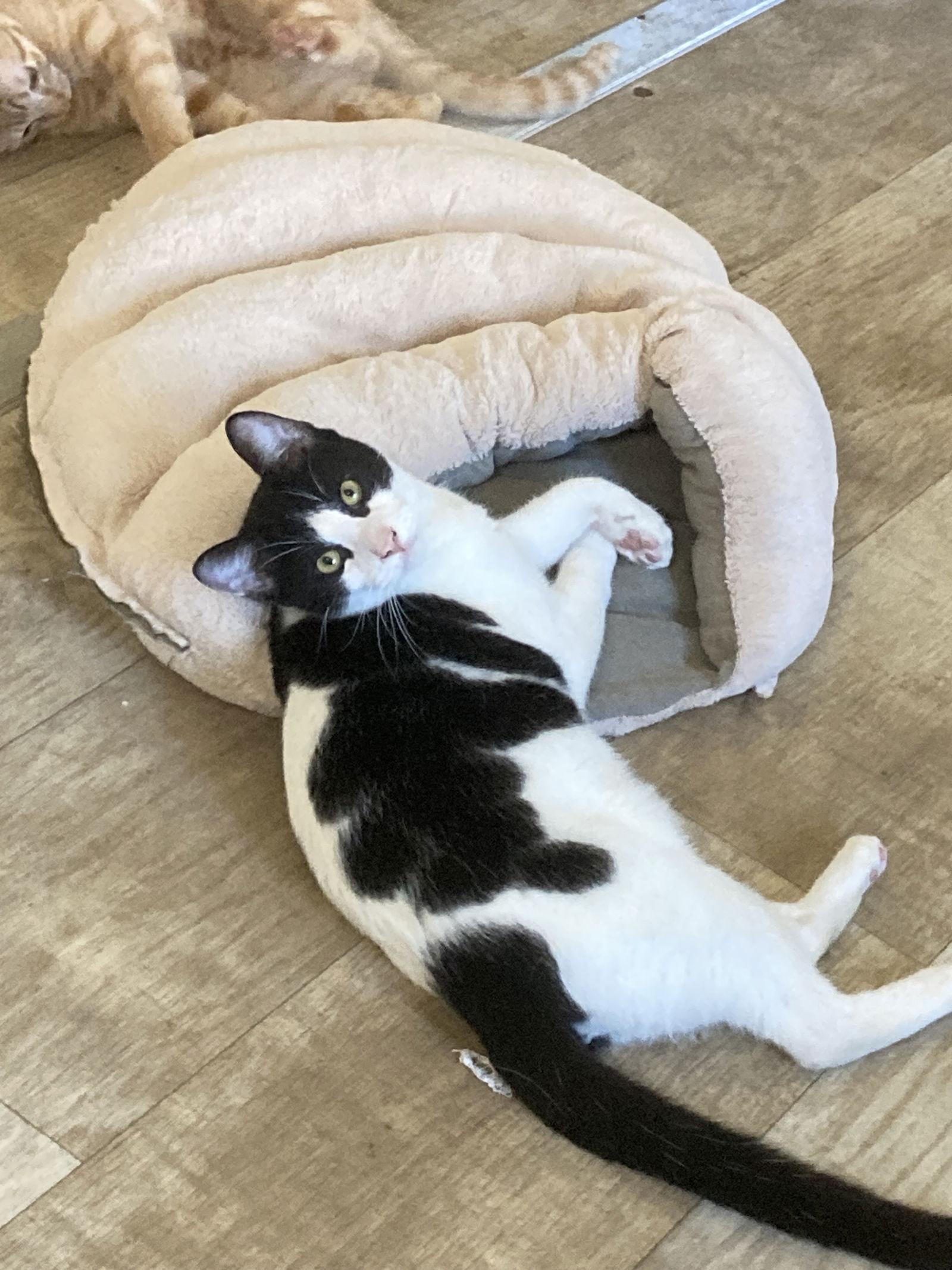 Enlarge Val, a Adoptable mixed breed in San Diego, CA image 3/3