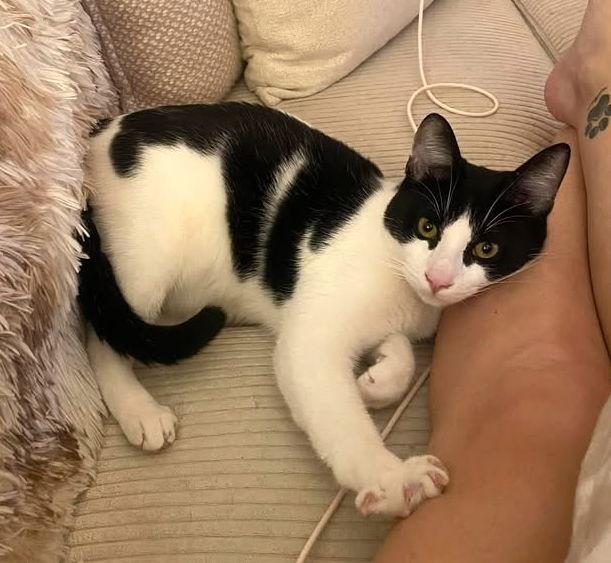 Enlarge Val, a Adoptable mixed breed in San Diego, CA image 3/3