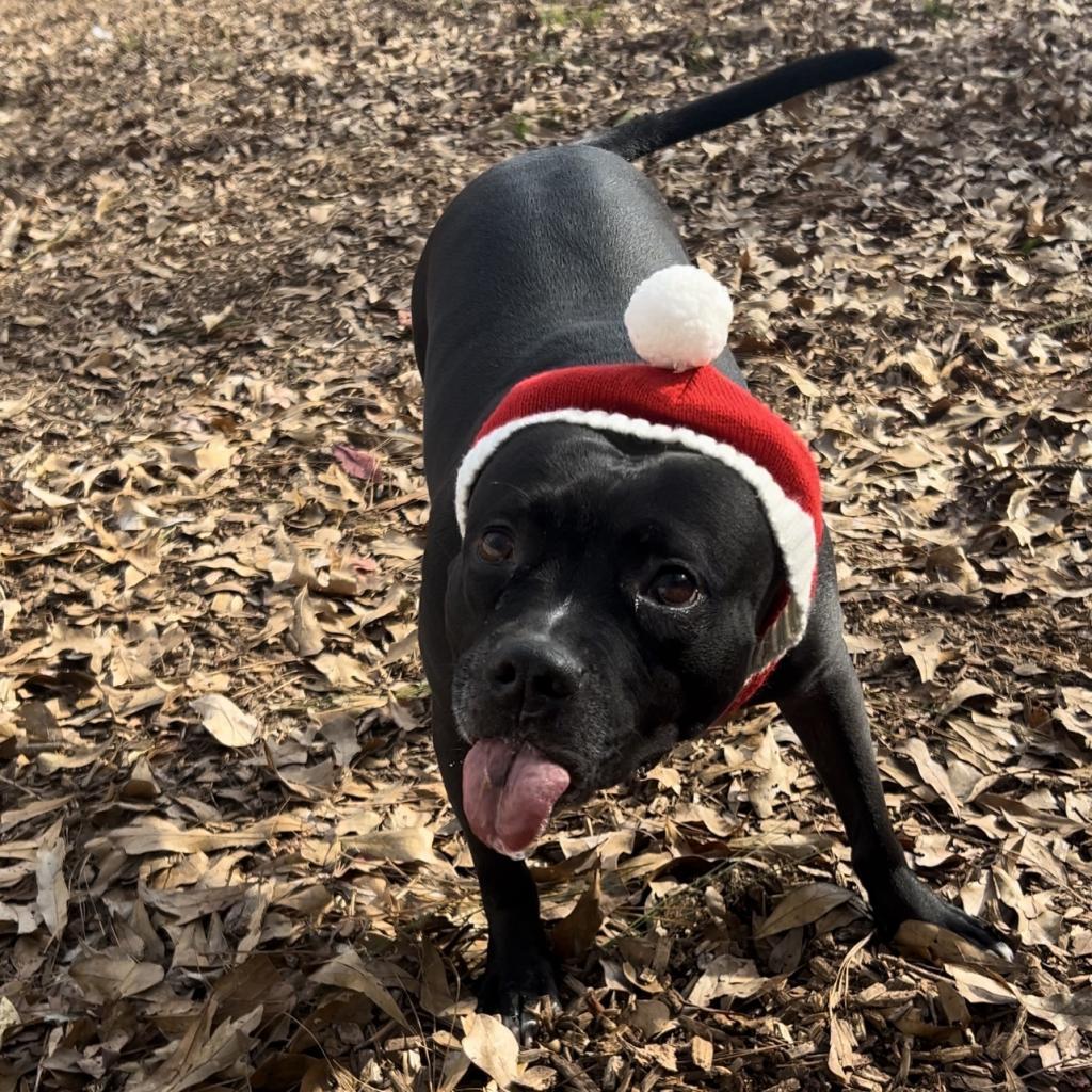 Enlarge Squirrely (I have a Secret Crush!), a Adoptable mixed breed in Decatur, GA image 1/6