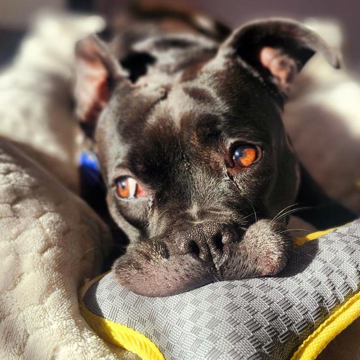 Enlarge Squirrely (I have a Secret Crush!), a Adoptable mixed breed in Decatur, GA image 2/6