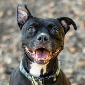 Enlarge Squirrely (I have a Secret Crush!), a Adoptable mixed breed in Decatur, GA image 3/6