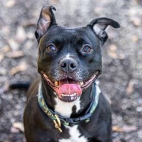 Enlarge Squirrely (I have a Secret Crush!), a Adoptable mixed breed in Decatur, GA image 4/6