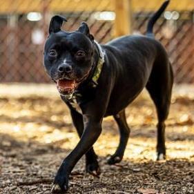 Enlarge Squirrely (I have a Secret Crush!), a Adoptable mixed breed in Decatur, GA image 5/6