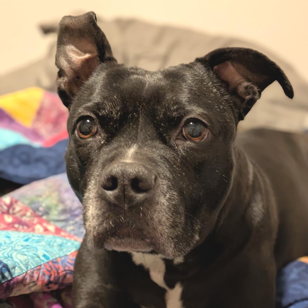 Enlarge Squirrely (I have a Secret Crush!), a Adoptable mixed breed in Decatur, GA image 5/6