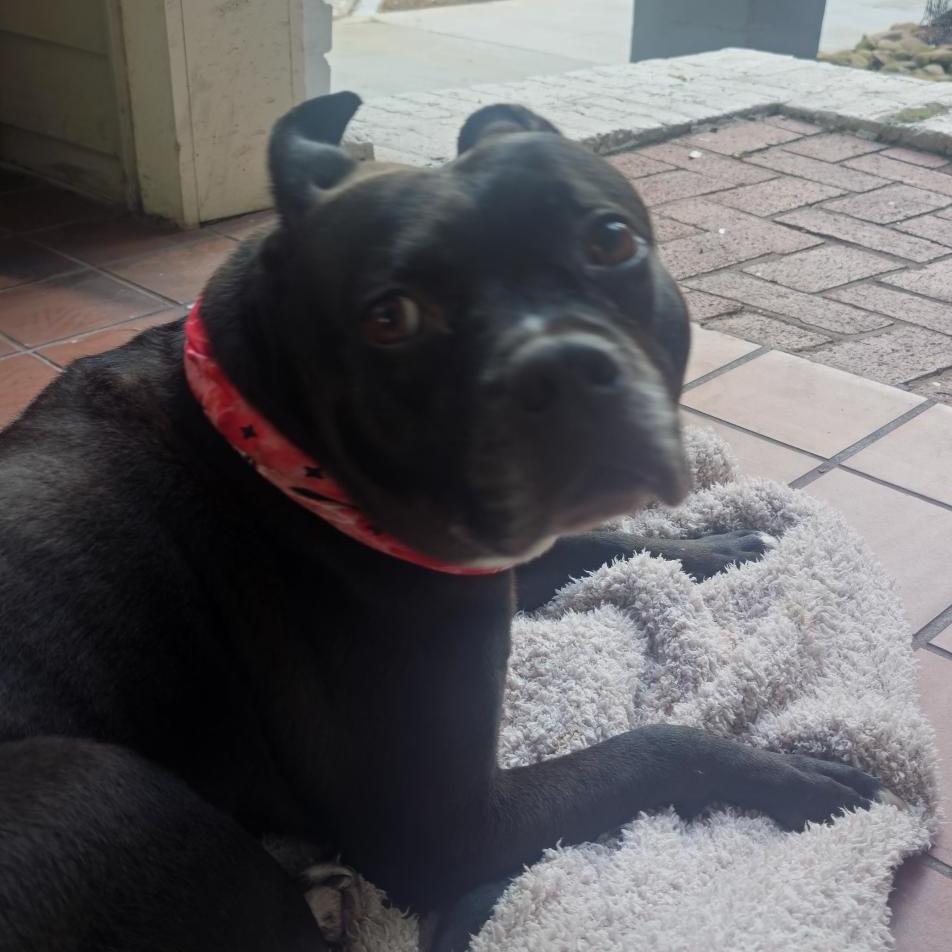 Enlarge Squirrely (I have a Secret Crush!), a Adoptable mixed breed in Decatur, GA image 5/6