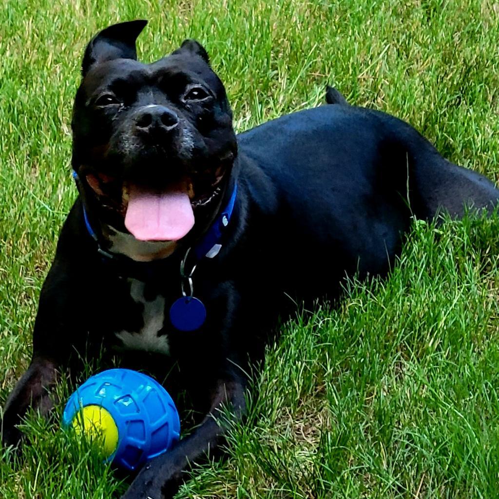 Enlarge Squirrely (I have a Secret Crush!), a Adoptable mixed breed in Decatur, GA image 6/6